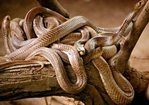 Katraj Snake Park